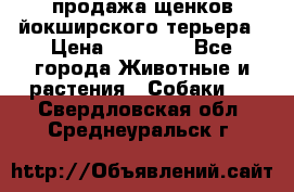 продажа щенков йокширского терьера › Цена ­ 25 000 - Все города Животные и растения » Собаки   . Свердловская обл.,Среднеуральск г.